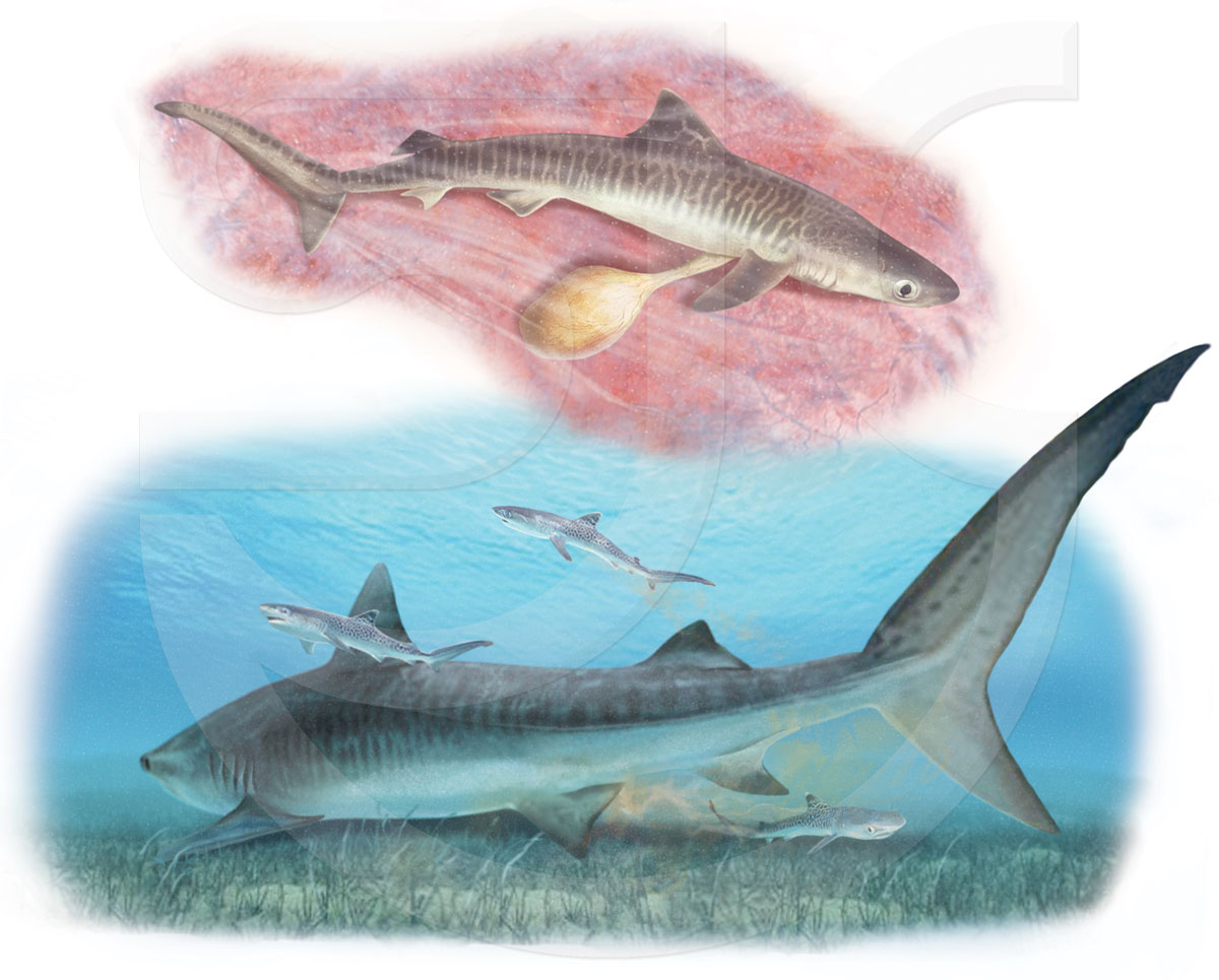 1200x965 Tiger Shark Life Cycle Scientific Illustration - Tiger Shark Painting
