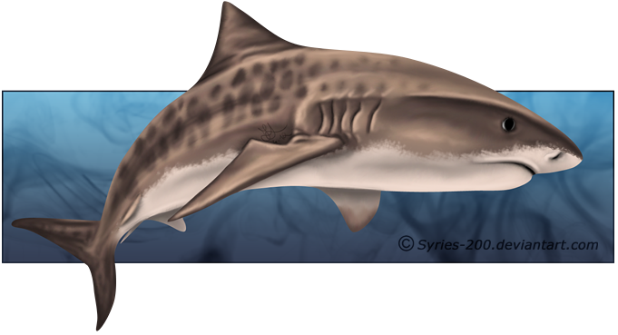681x369 Tiger Shark By Nioell - Tiger Shark Painting
