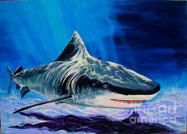 600x430 Tiger Shark Belize Products I Love Shark, Tigers - Tiger Shark Painting