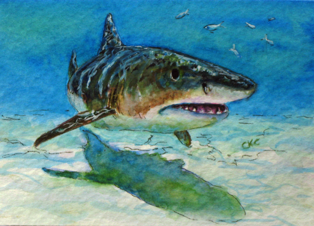 630x453 Colleen K Carrigan Tiger Shark Aceo Miniature Watercolor Painting - Tiger Shark Painting