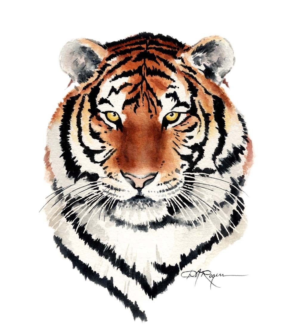 1000x1107 Tiger Watercolor Painting Art Print Signed By Artist Dj Rogers - Tiger Watercolor Painting