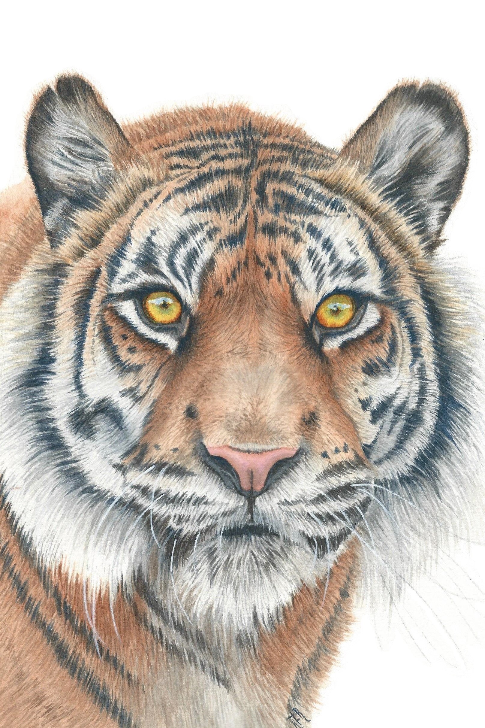 1616x2424 Tiger Watercolor Painting - Tiger Watercolor Painting