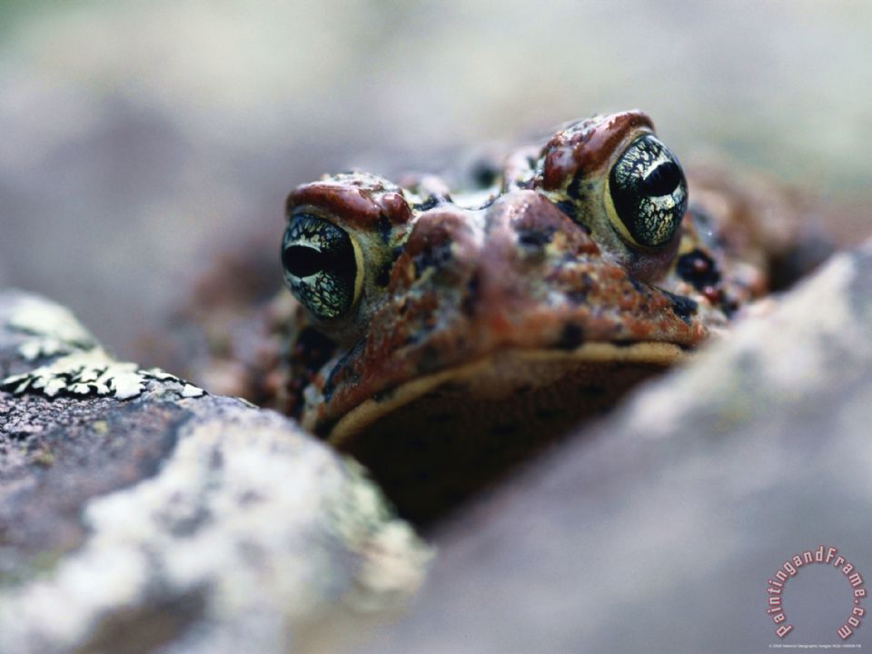 960x720 Raymond Gehman American Toad Bufo Americanus Painting - Toad Painting