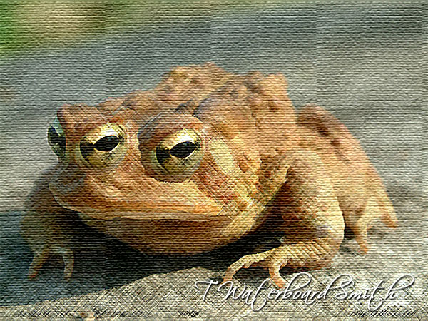 600x450 Three Eyed Toad The Flubug Bugle - Toad Painting