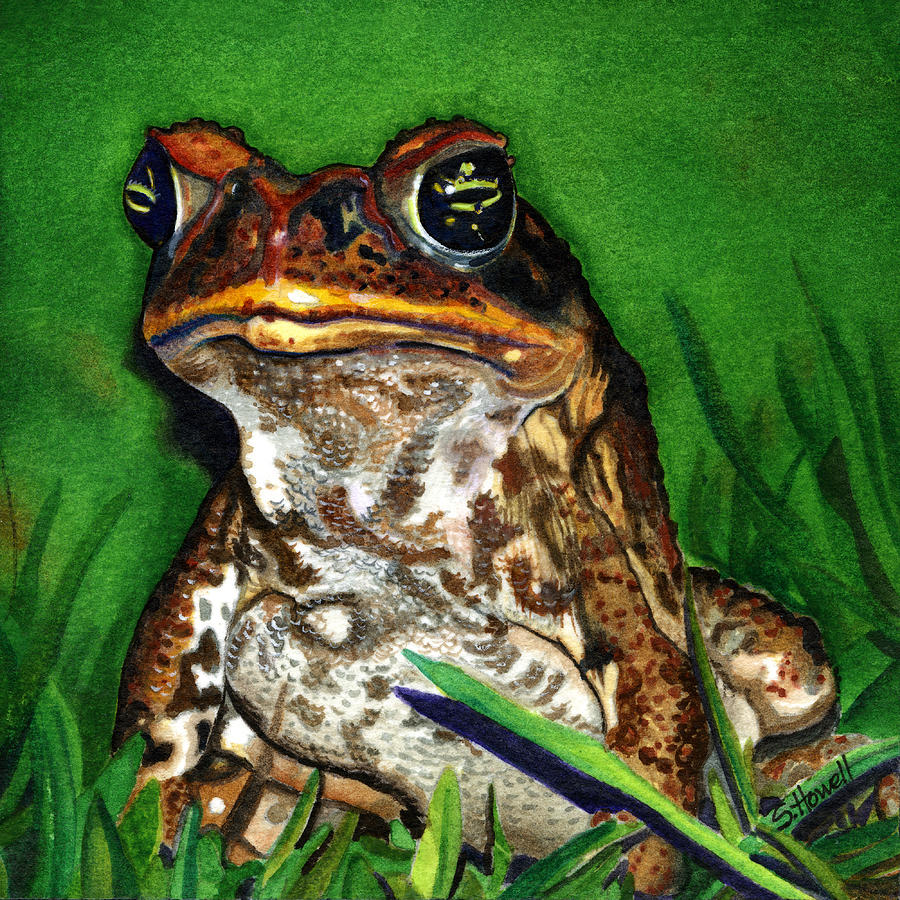 Toad Painting at PaintingValley.com | Explore collection of Toad Painting