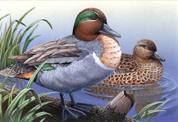 360x247 Duck Art, Green Teal, Duck Paintings, Wildlife Art By Painter - Tom Wood Painting