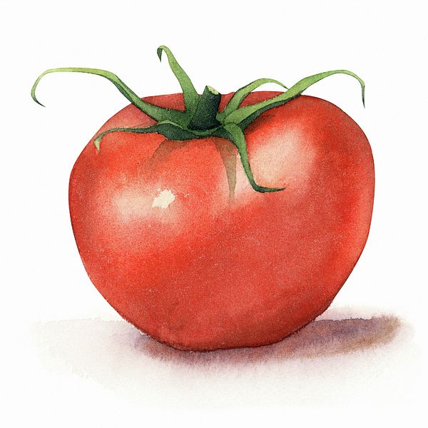 600x600 Tomato, Still Life, Watercolor, Tomato Watercolor, Watercolor - Tomato Painting