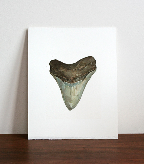 569x648 Watercolor Illustration By Studio Tuesday Shark Tooth Painting - Tooth Painting