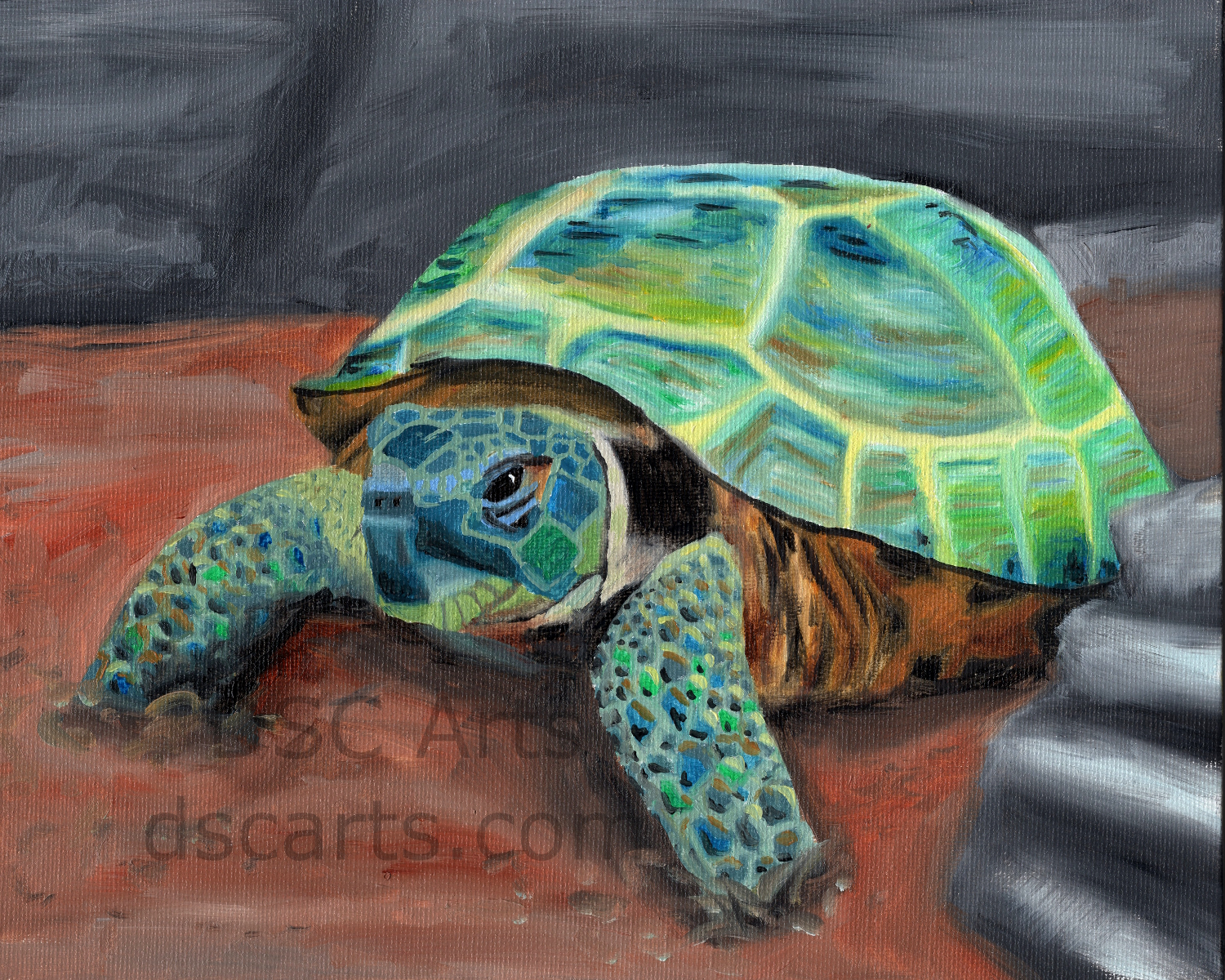 Tortoise Painting at PaintingValley.com | Explore collection of ...