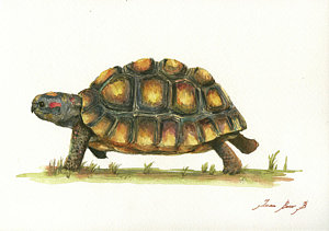 300x211 Tortoise Paintings Fine Art America - Tortoise Painting
