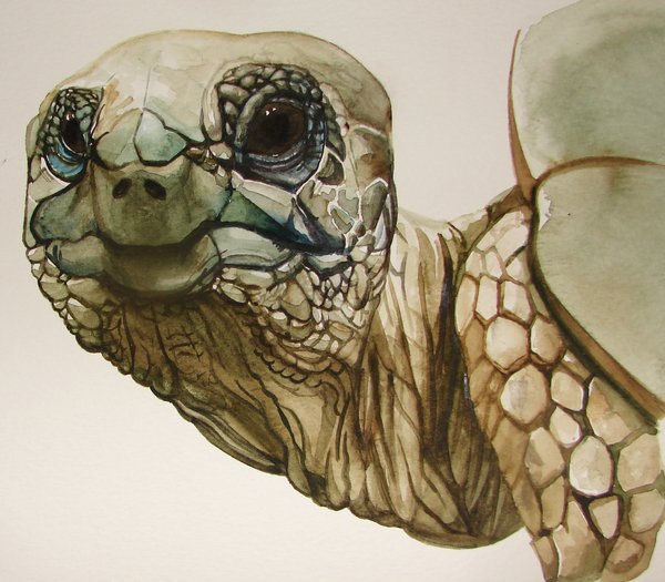 600x525 Tortoise Watercolor By Calcitrix - Tortoise Painting