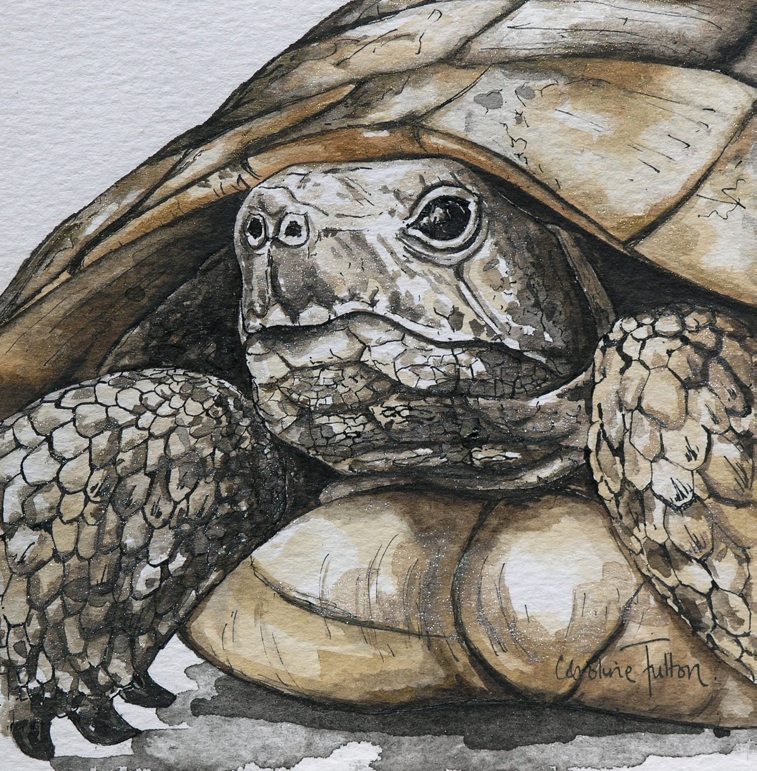 Tortoise Painting at PaintingValley.com | Explore collection of ...