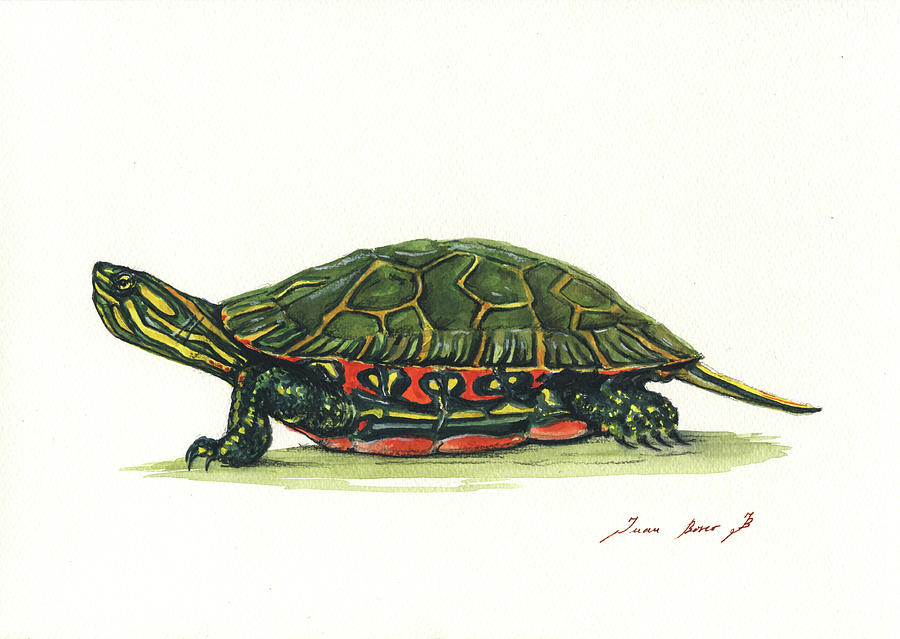 900x639 Western Painted Tortoise Painting By Juan Bosco - Tortoise Painting
