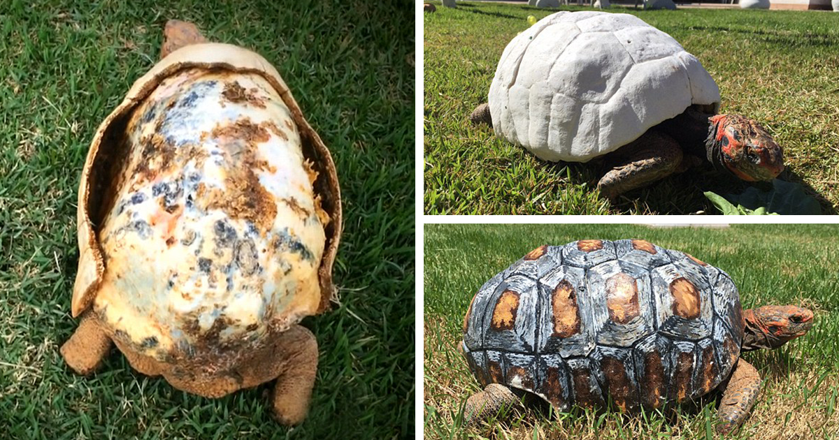 1200x630 Injured Tortoise Receives World's First 3d Printed Shell Bored Panda - Tortoise Shell Painting