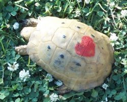 250x202 Iola Hedgehog Fest - Tortoise Shell Painting