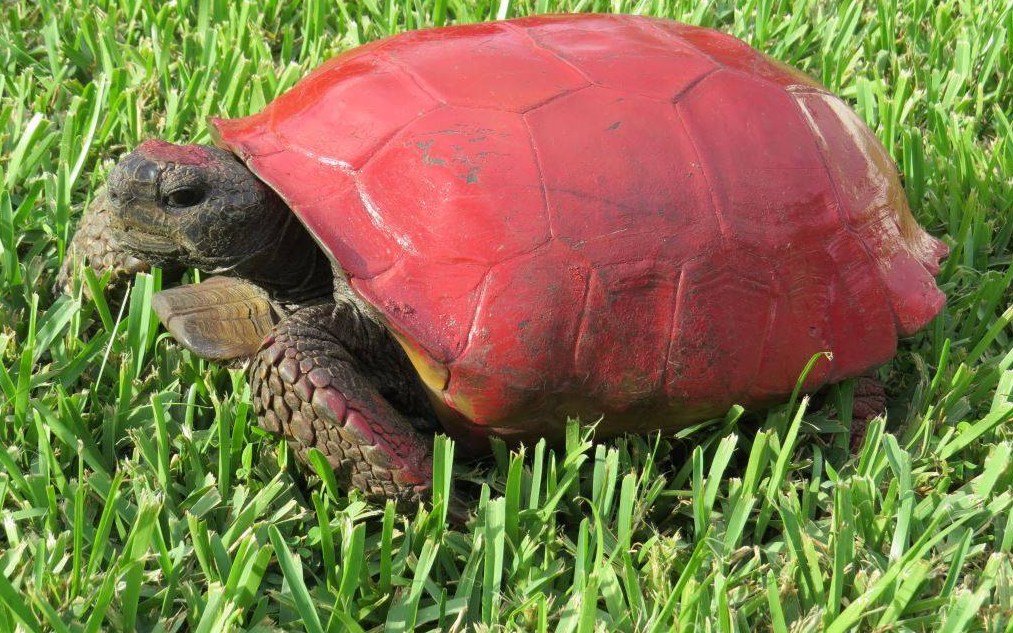 1013x633 Stop Painting Tortoises', Conservation Group Warns - Tortoise Shell Painting