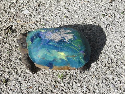 480x360 Stop Painting Turtle Shells, You'Re Hurting Their Health Florida - Tortoise Shell Painting
