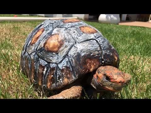 480x360 Tortoise Gets Hand Painted 3d Printed Shell After Surviving Forest - Tortoise Shell Painting