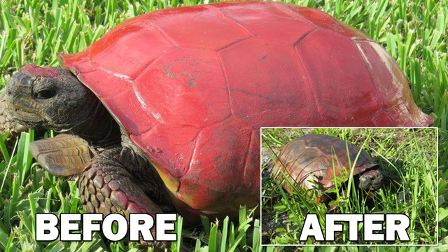 640x360 Fwc Someone's Painting Gopher Tortoise Shells - Tortoise Shell Painting