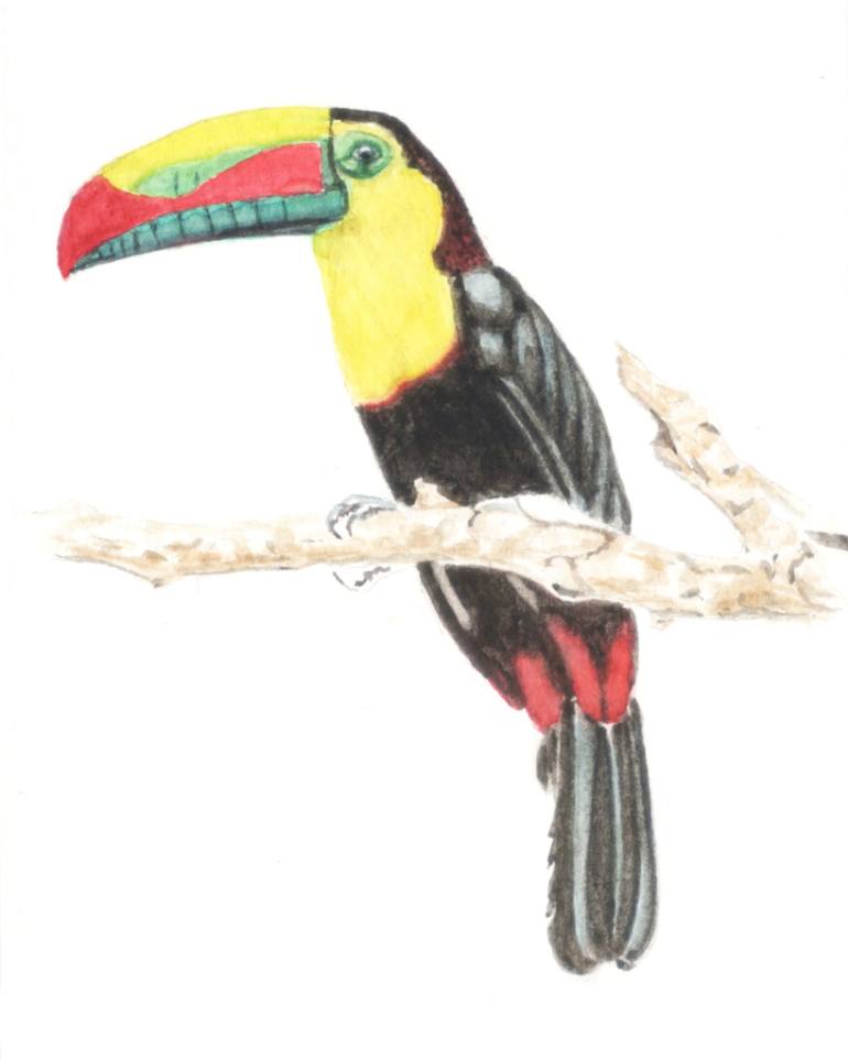 770x963 Saatchi Art Toucan Bird Painting By Theresa Harris - Toucan Bird Painting