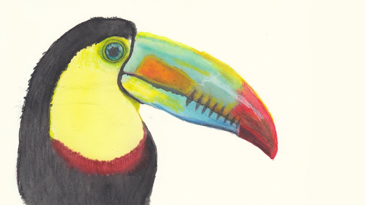 1280x720 Watercolor Speed Painting A Toucan Bird - Toucan Bird Painting
