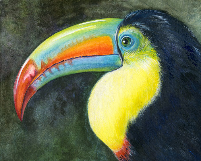 700x560 Rainbow Keeled Toucan The Art Of Mindy Lighthipe - Toucan Bird Painting