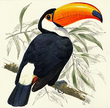 366x360 Toco Toucan - Toucan Painting