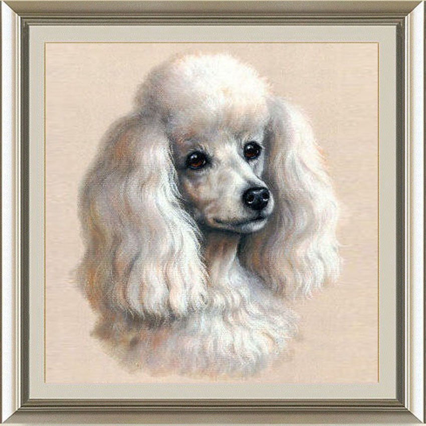 850x850 Full Drill Diamond Embroidery,cartoon, Poodle, Cute Dog, Animal - Toy Poodle Painting
