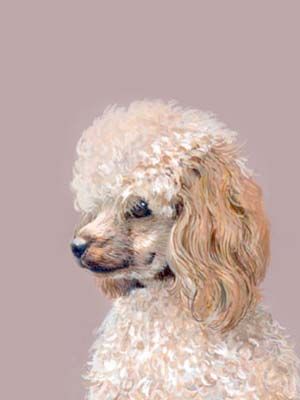 300x400 Pet Portraits - Toy Poodle Painting
