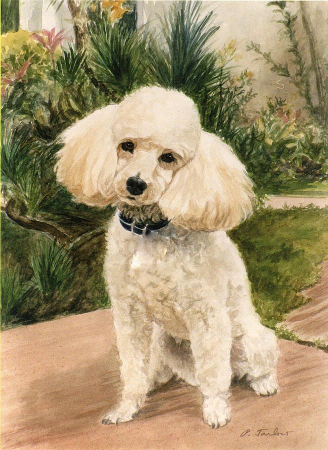 656x900 Poodle In Garden Painting - Toy Poodle Painting
