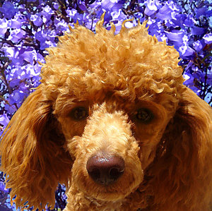 300x299 Poodle Paintings Fine Art America - Toy Poodle Painting