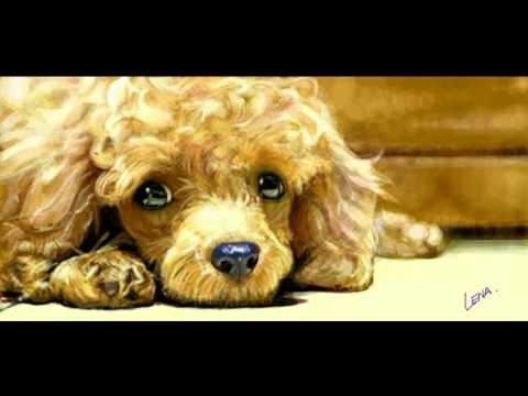 480x360 Toy Poodle Speed Painting (Facebook Graffiti) Art By Lena P. - Toy Poodle Painting