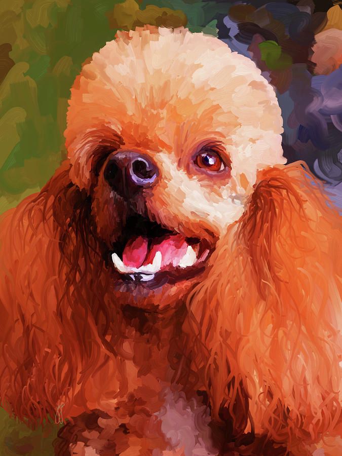 675x900 Apricot Poodle Painting - Toy Poodle Painting