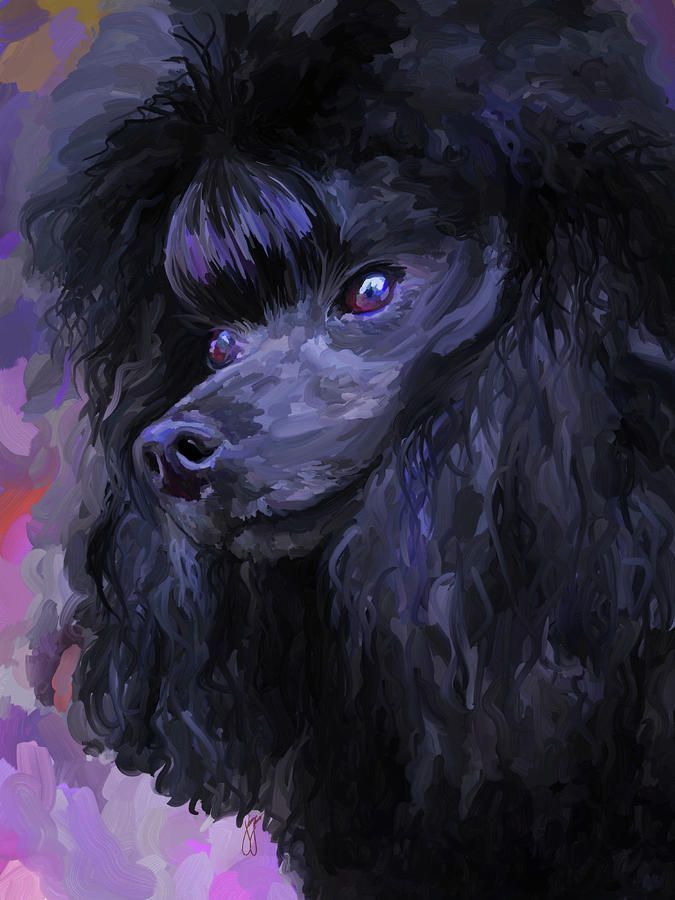 675x900 Black - Toy Poodle Painting