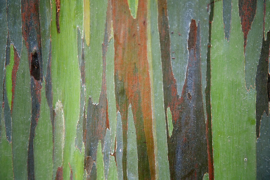 900x599 Painted Eucalyptus Tree Bark Photograph By Jenna Szerlag - Tree Bark Painting