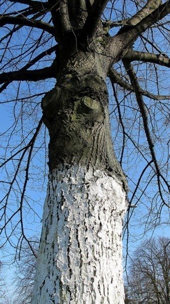 336x600 White Tree Trunk Paint - Tree Bark Painting