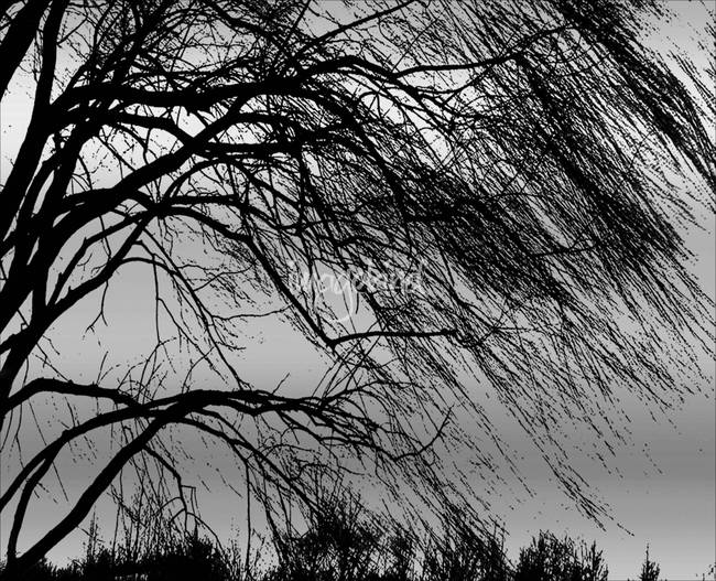 650x527 Weeping Willow Tree Blowing In The Wind By Carol F Austin - Tree Blowing In The Wind Painting