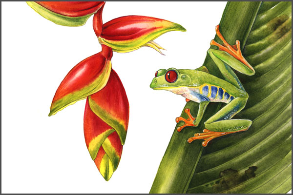 600x400 Red Eyed Tree Frog The Art Of Mindy Lighthipe - Tree Frog Painting