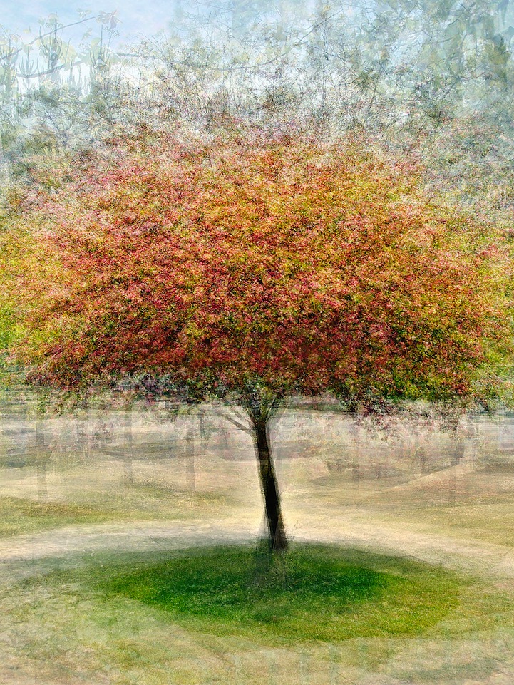 721x961 Photomontages Of Trees Appear Like Impressionist Paintings - Tree Impressionist Painting