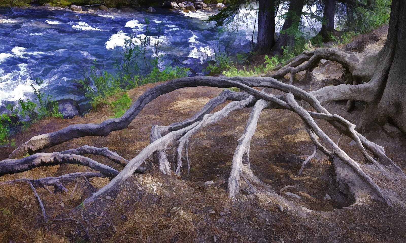 1600x958 Jim Cox Photos Johnston Canyon Tree Roots Painting - Tree Roots Painting