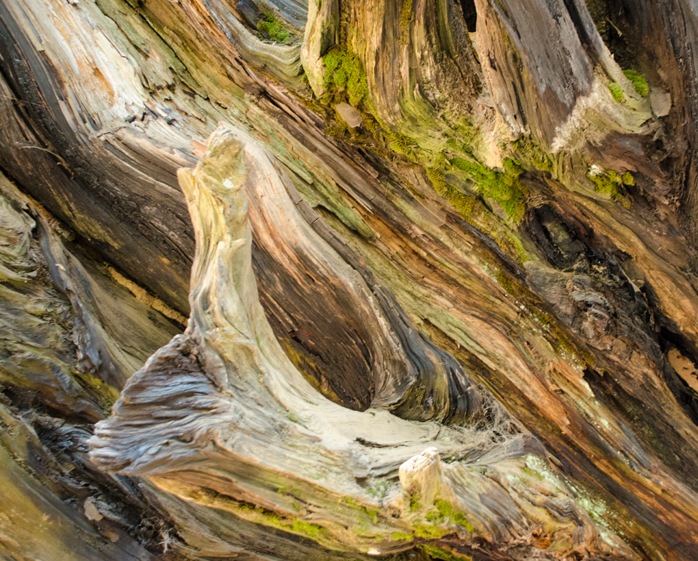 1020x819 Abstract Of Fallen Tree Roots Just Images Fine Art And Portrait - Tree Roots Painting