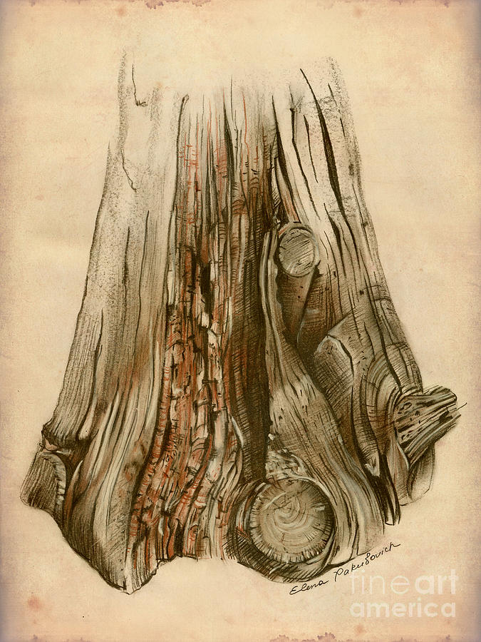 675x900 Old Tree Stump - Tree Stump Painting
