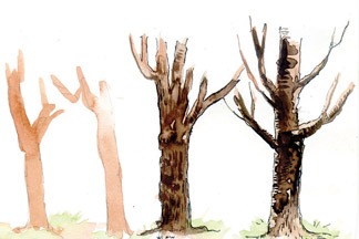 324x216 Sundayobserver.lk Jounior Observer Painting Trees In Watercolours - Tree Trunk Painting