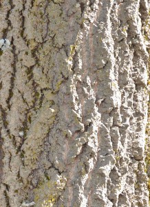 218x300 Why Do People Paint Tree Trunks White - Tree Trunk Painting