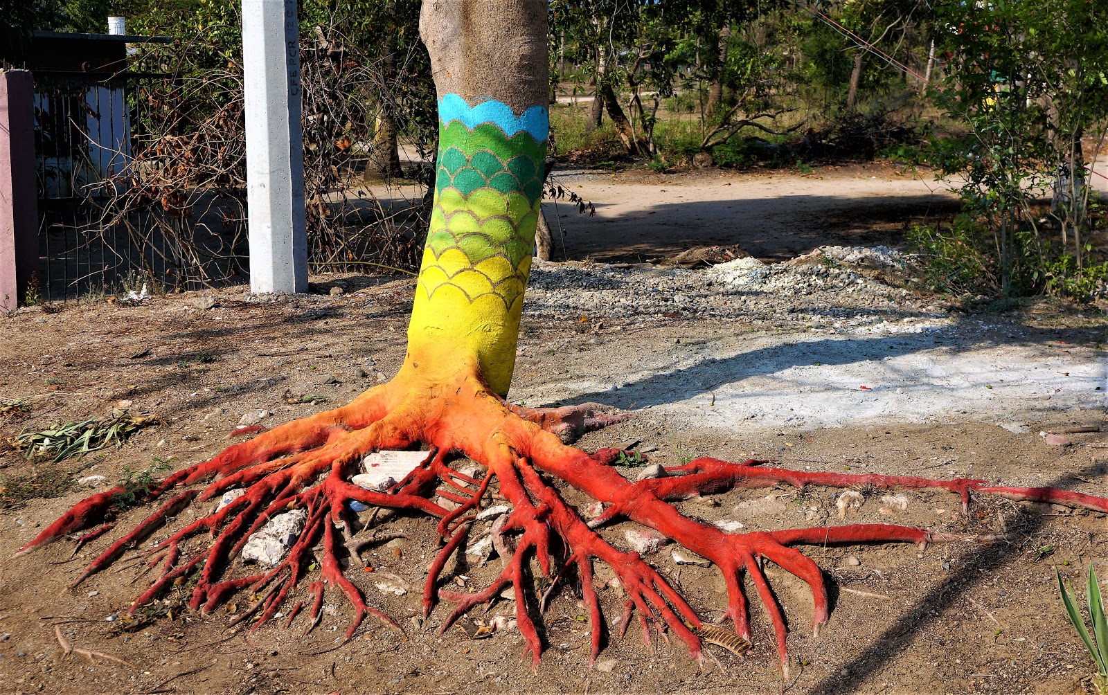 1600x1004 Mexpatriate In The Key Of Steve Why Are The Trunks Of Palm - Tree Trunk Painting