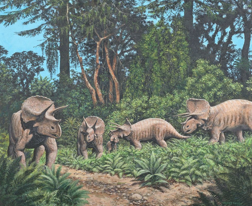 979x800 Triceratops Painting By James Field Fields - Triceratops Painting