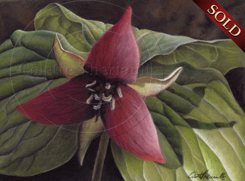 500x369 Red Trillium Floral Painting Flower Flora Art, Paintings - Trillium Painting