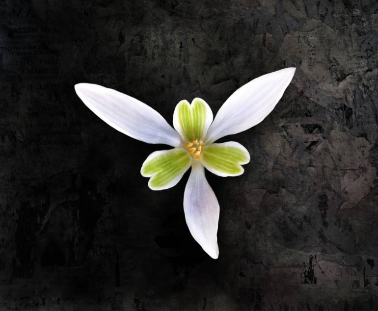 770x634 Saatchi Art Trillium Flower On Grey Original Painting Painting By - Trillium Painting
