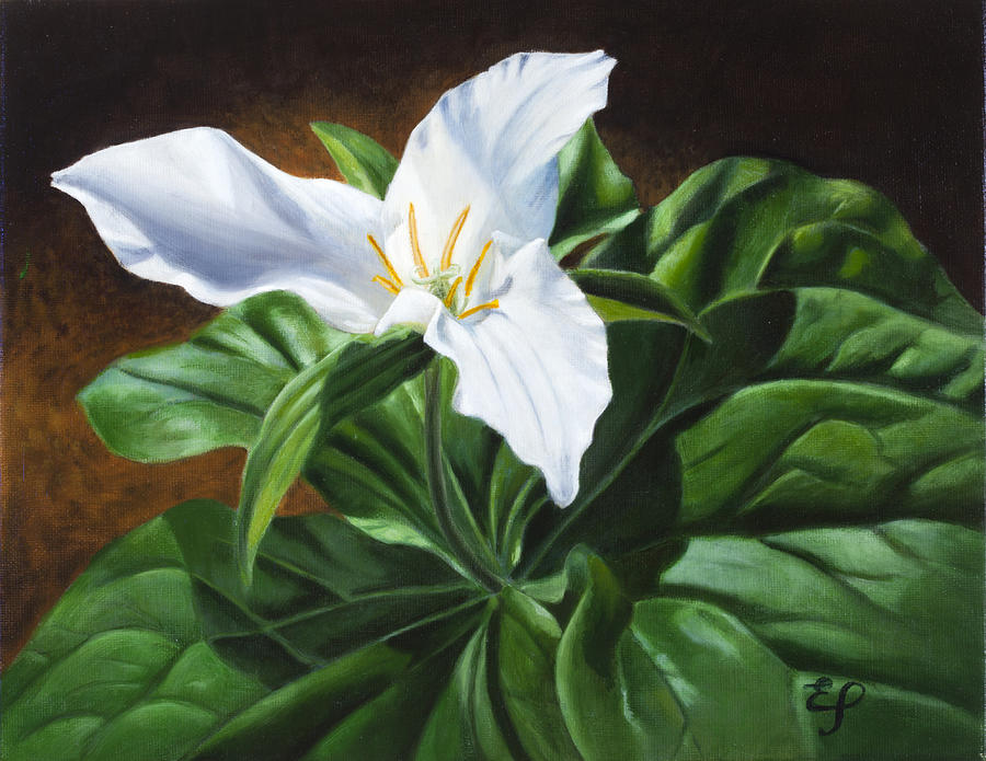 900x695 Trillium - Trillium Painting