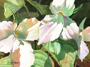 Trillium Painting At Paintingvalley.com 